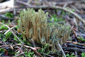 Ramaria abietina (1)